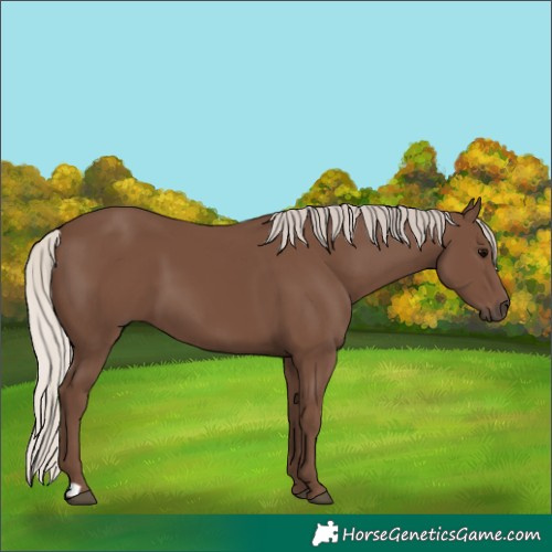 Horse Color:Silver Black