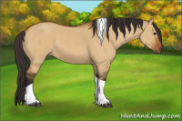 Horse Color:Buckskin Dun Tobiano 