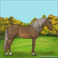 Horse Color:Chocolate Palomino 