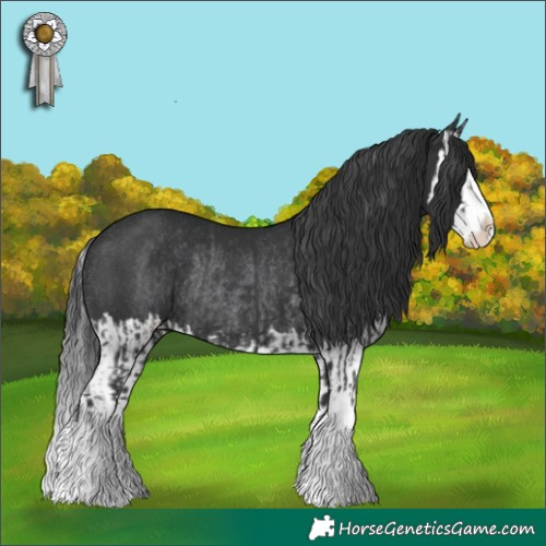 Horse Color:Black Splash Rabicano  and Black Splash Rabicano 