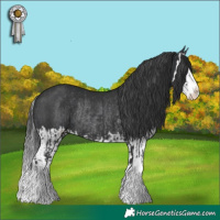 Horse Color:Black Splash Rabicano  and Black Splash Rabicano 