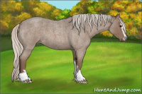 Horse Color:Silver Blue Roan Sabino