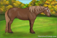 Horse Color:Gray Chestnut 