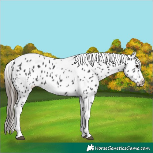 Horse Color:White Spotted Black Splash Tobiano Frame Appaloosa 