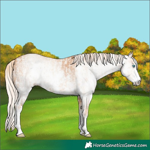 Horse Color:Cremello Sabino and Gray Cremello Sabino