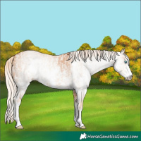 Horse Color:Cremello Sabino  and Gray Cremello Sabino 