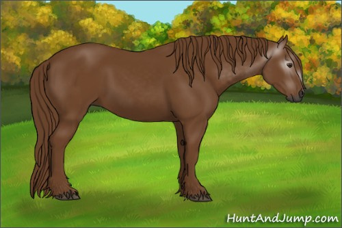 Horse Color:Gray Chestnut