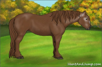Horse Color:Gray Chestnut