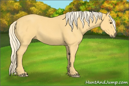 Horse Color:Palomino 