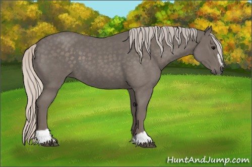 Horse Color:Silver Blue Roan Sabino