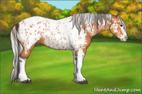Horse Color:Bay Splash Tobiano Appaloosa  and Silver Bay Splash Tobiano Appaloosa 