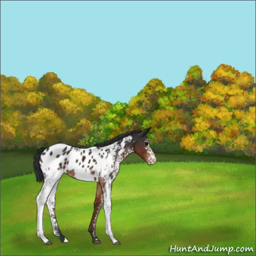 Horse Color:White Spotted Brown Appaloosa 