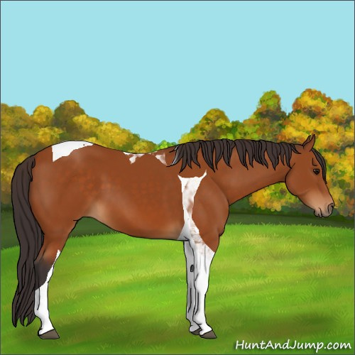 Horse Color:Buckskin Tobiano 