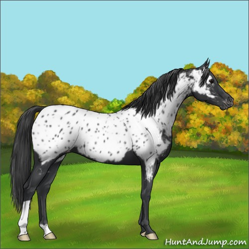 Horse Color:Black Appaloosa 