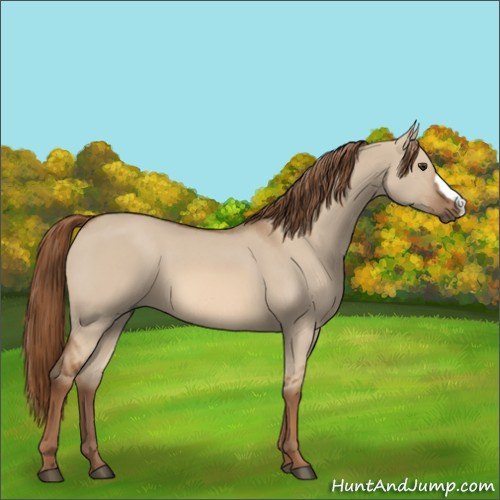 Horse Color:Red Dun