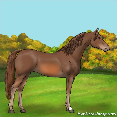 Horse Color:Chestnut 