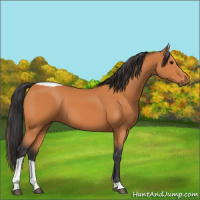 Horse Color:Bay Tobiano 