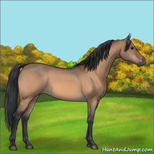 Horse Color:Bay Dun