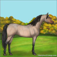 Horse Color:Bay Roan Dun 