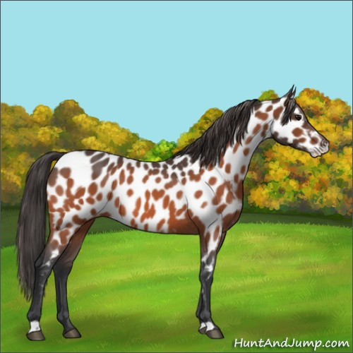 Horse Color:Bay Roan Appaloosa