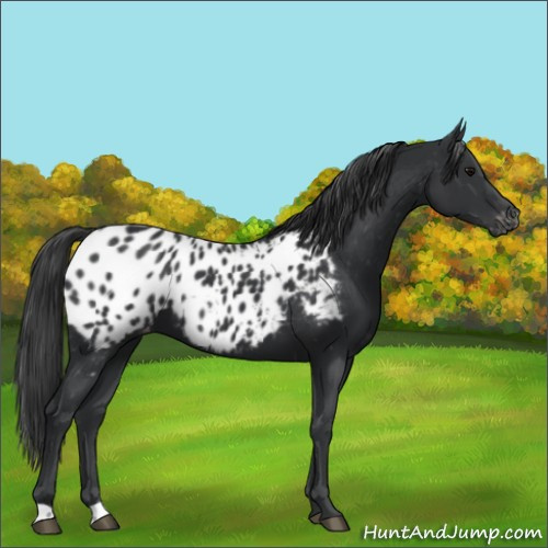 Horse Color:Black Appaloosa 