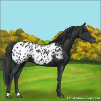Horse Color:Black Appaloosa 