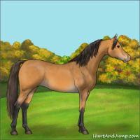 Horse Color:Buckskin 