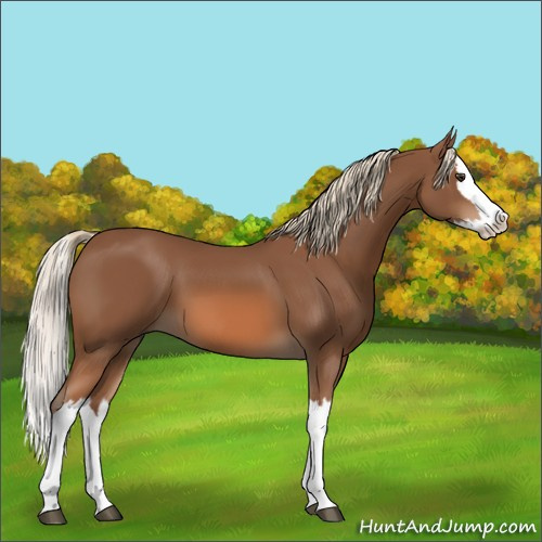 Horse Color:Chestnut Splash