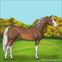 Horse Color:Chestnut Splash 