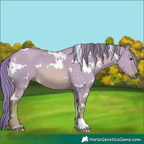 Horse Color:Watercolor White Spotted Red Dun 