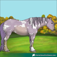 Horse Color:Watercolor White Spotted Red Dun 