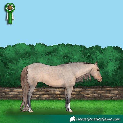 Horse Color:Bay Dun Appaloosa 