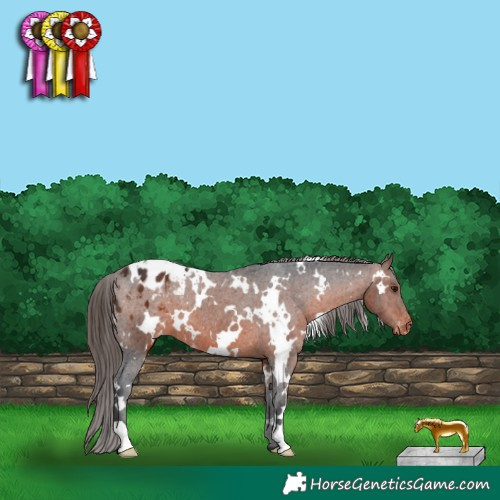 Horse Color:White Spotted Brown Blanket