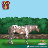Horse Color:White Spotted Brown Blanket 