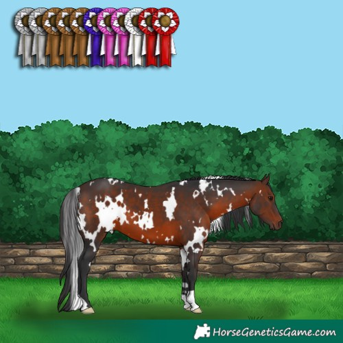 Horse Color:White Spotted Brown 