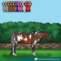 Horse Color:White Spotted Brown 