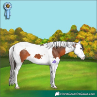 Horse Color:Bay Splash Tobiano 
