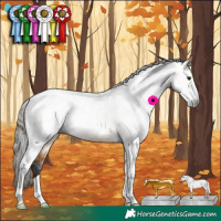 Horse Color:Gray Buckskin Sabino Tobiano Appaloosa 