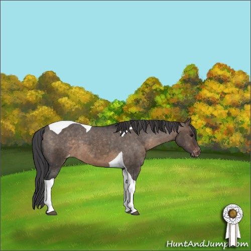 Horse Color:Brown Dun Tobiano Appaloosa 