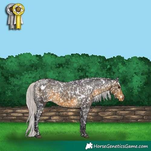 Horse Color:White Spotted Silver Buckskin Appaloosa 
