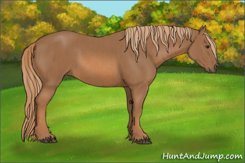 Horse Color:Chestnut  and Chestnut 