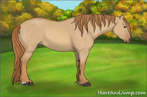Horse Color:Red Dun 