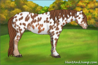 Horse Color:Chestnut Appaloosa