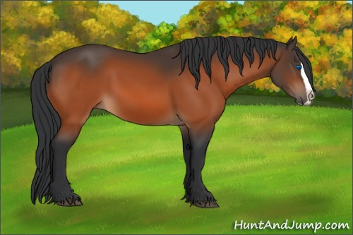 Horse Color:Bay Splash 