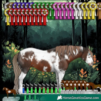 Horse Color:White Spotted Liver Chestnut Splash Tobiano Frame Rabicano 