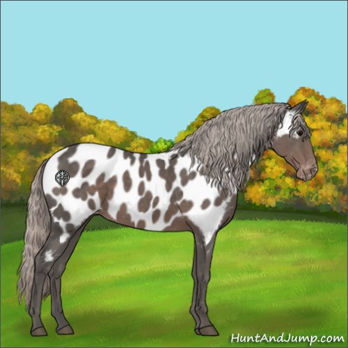 Horse Color:Silver Black Appaloosa Rabicano 