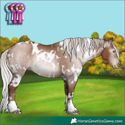 Horse Color:Gray White Spotted Silver Black Pearl Rabicano 