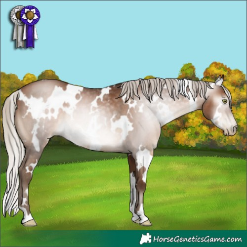 Horse Color:Gray White Spotted Silver Brown Pearl Rabicano 