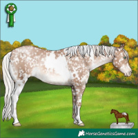 Horse Color:White Spotted Silver Brown Pearl Appaloosa Rabicano 