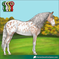 Horse Color:Silver Classic Champagne Sabino Appaloosa 